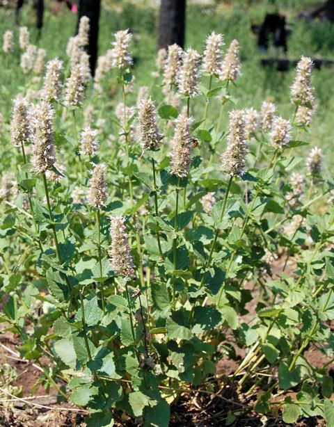 Agastache urticifolia